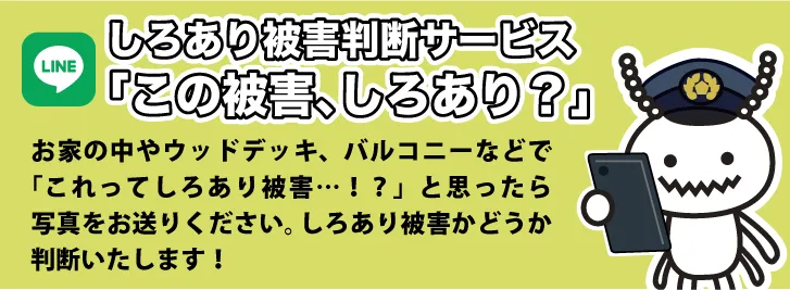 昆虫同定サービス「この虫、しろあり？」