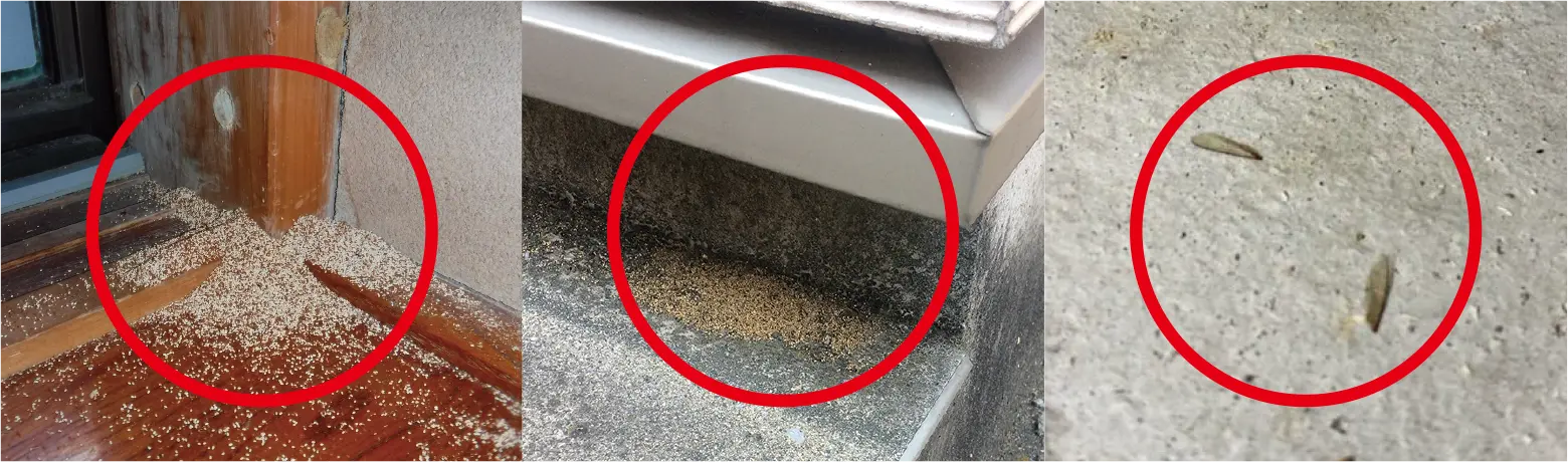 室内や家の周辺でこんな物を見かけたら…