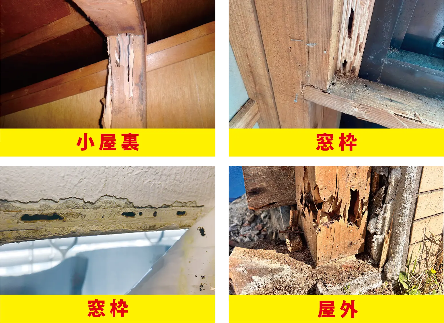 アメリカカンザイシロアリの被害が<span>進行<br>しているかも！？