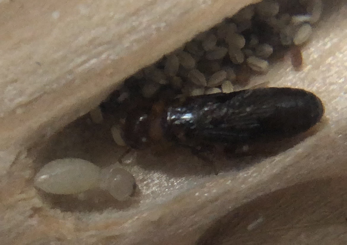 小屋裏に大量の羽アリ死骸＠アメリカカンザイシロアリ