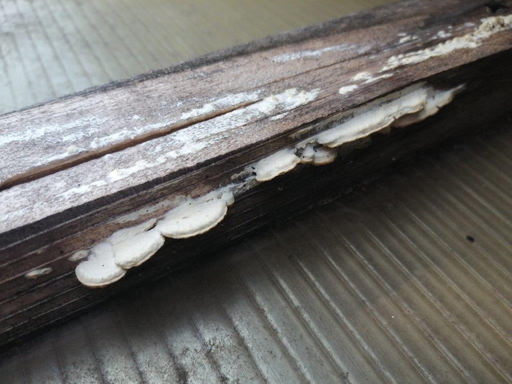 木材腐朽菌とは、いわゆるキノコのこと