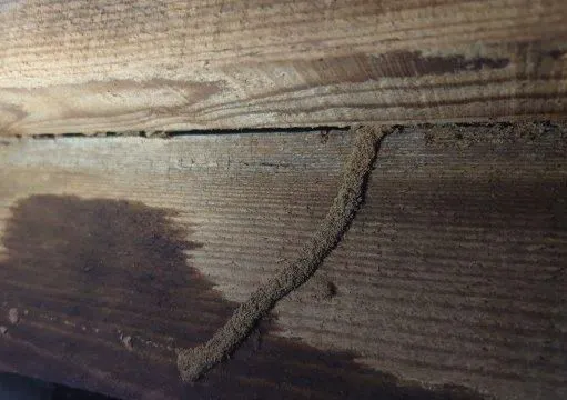 蟻道（シロアリの通り道）の作り方