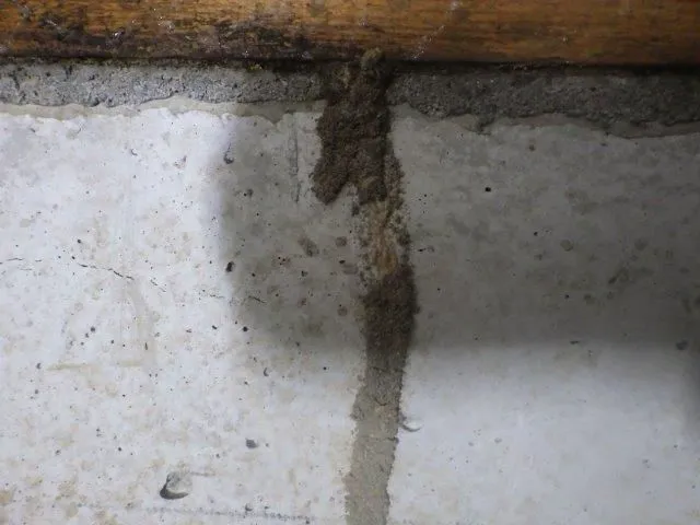 蟻道を見つけたら蟻道の一部を壊して現役の蟻道か確かめます